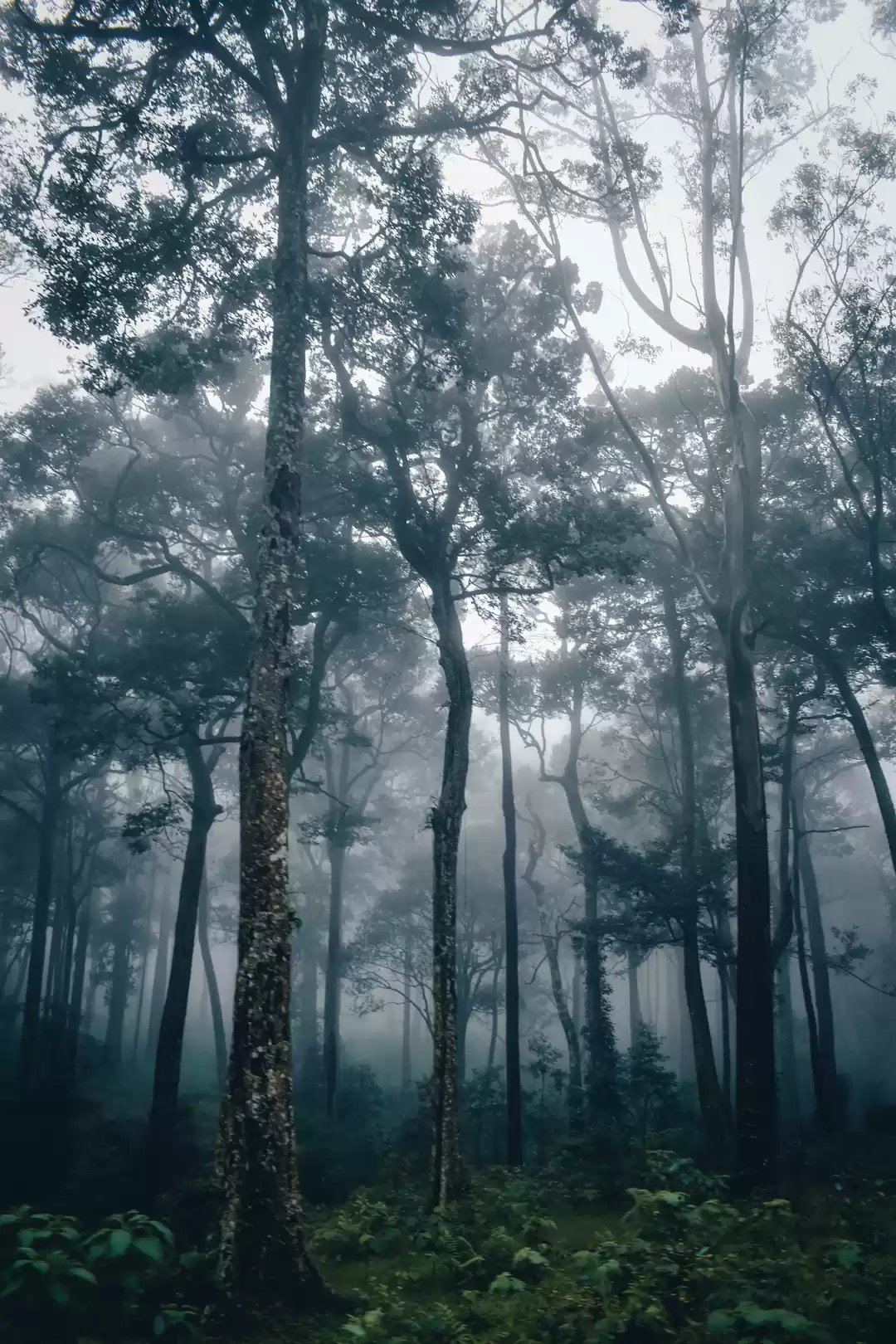 Photo of Fog and forests are 