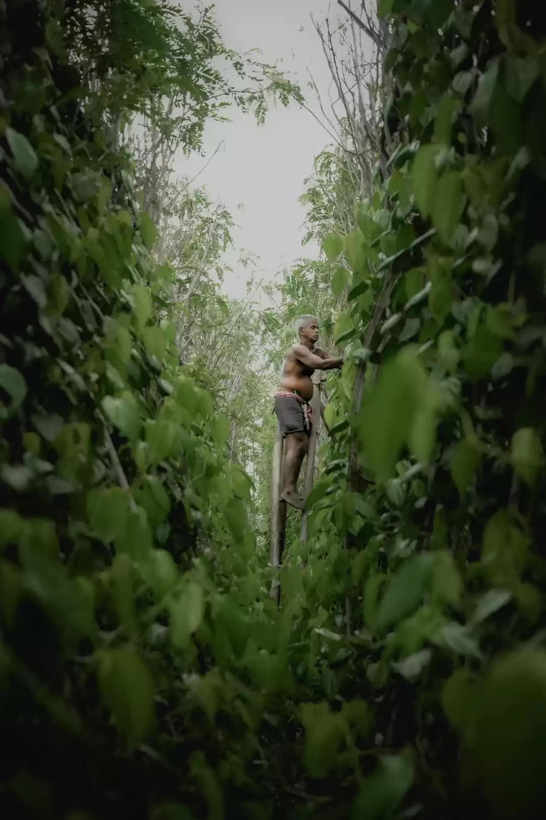 Photo of Betel Farming Authoo