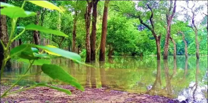 Photo of Maharajganj to Deori