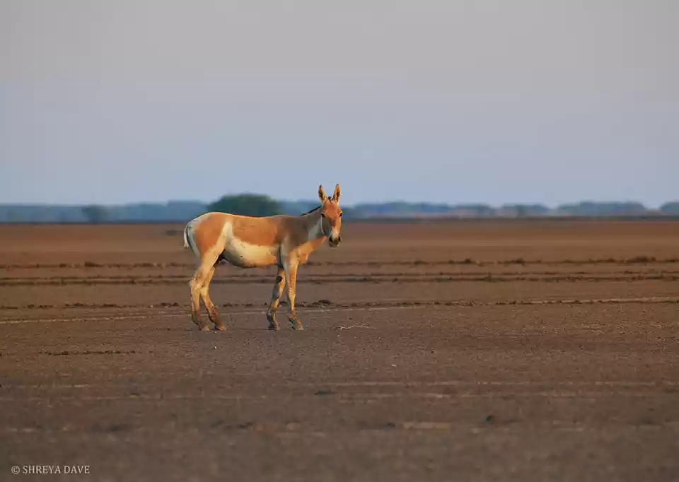 Photo of LITTLE RANN OF KUTCH