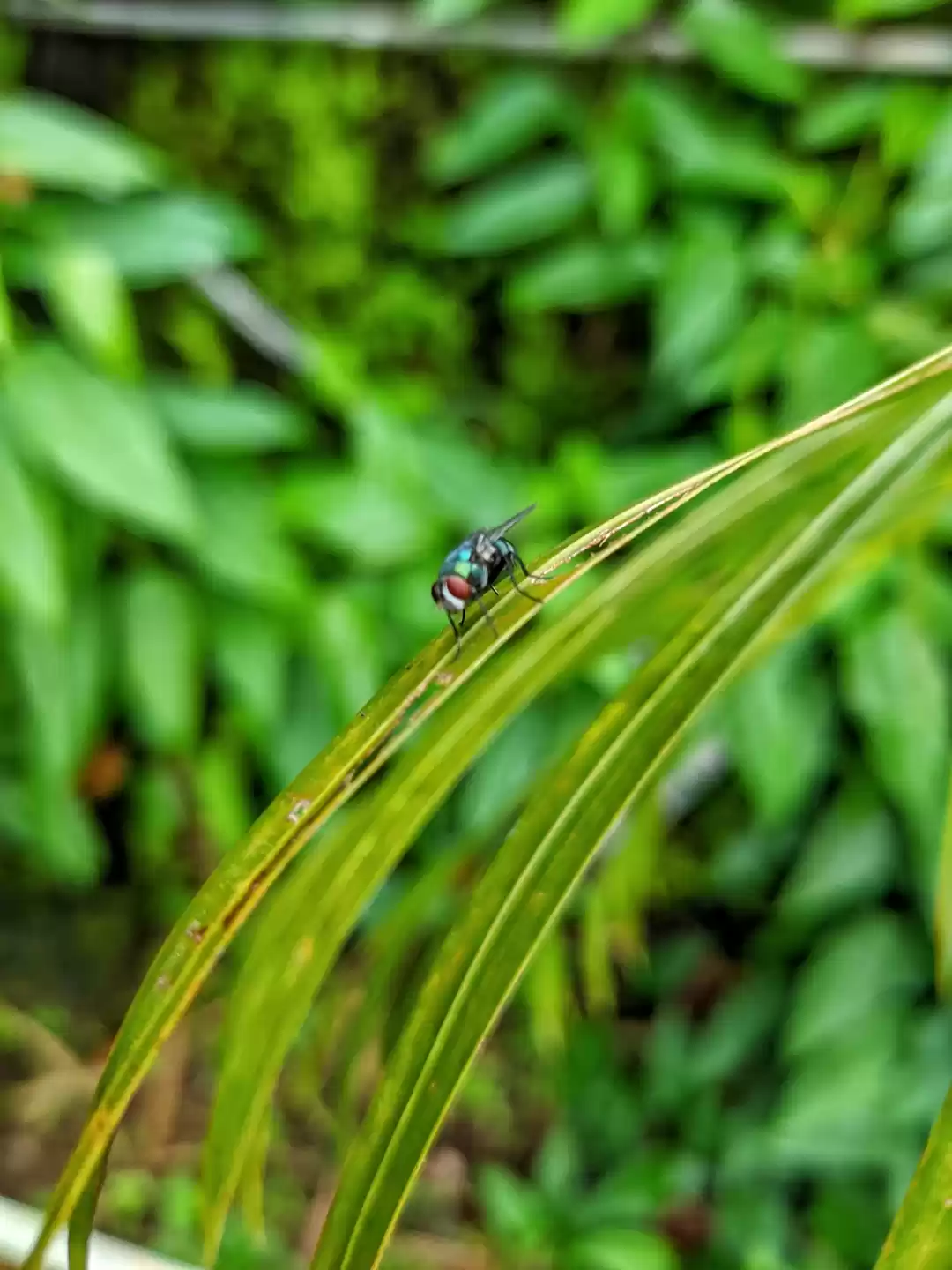 Photo of Garden fly