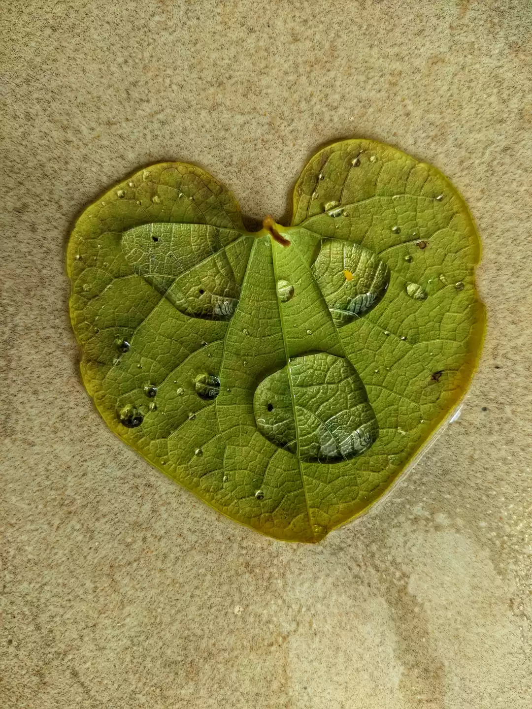 Photo of Water droplets on le