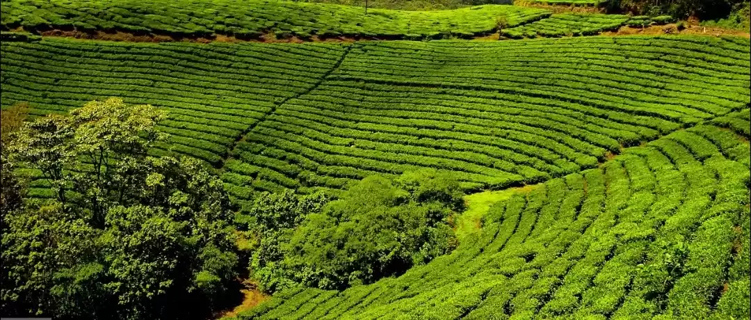 Photo of Valpari Tea Estate