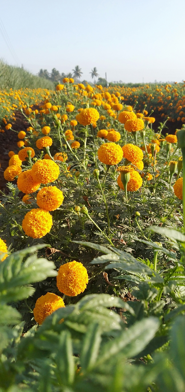 Photo of Sangli cycling Part