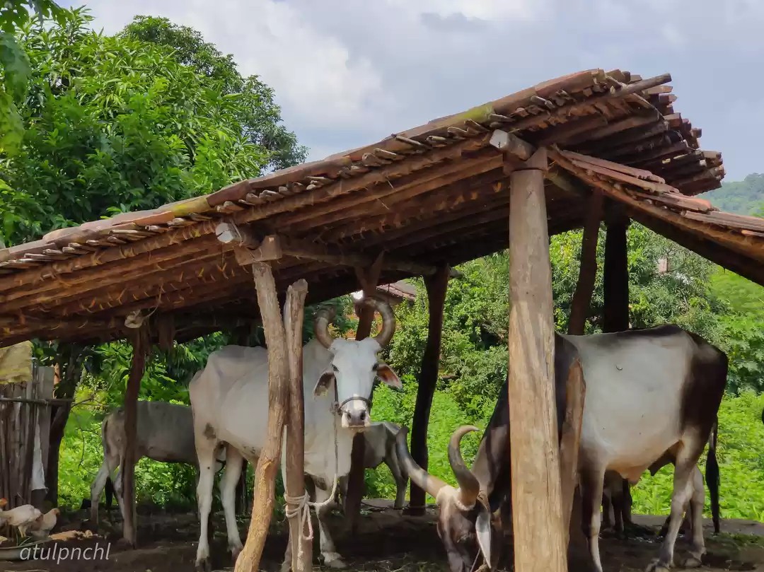 Photo of Photowalk in Rajpipl