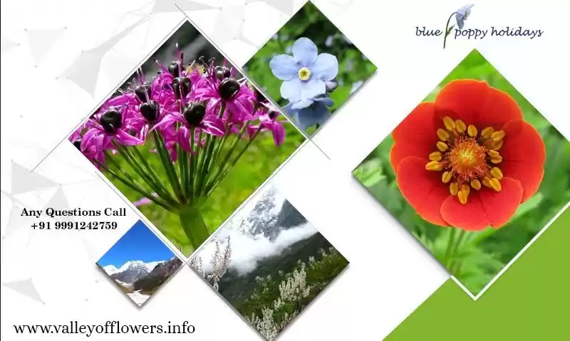 Photo of Blue poppy holidays private limited