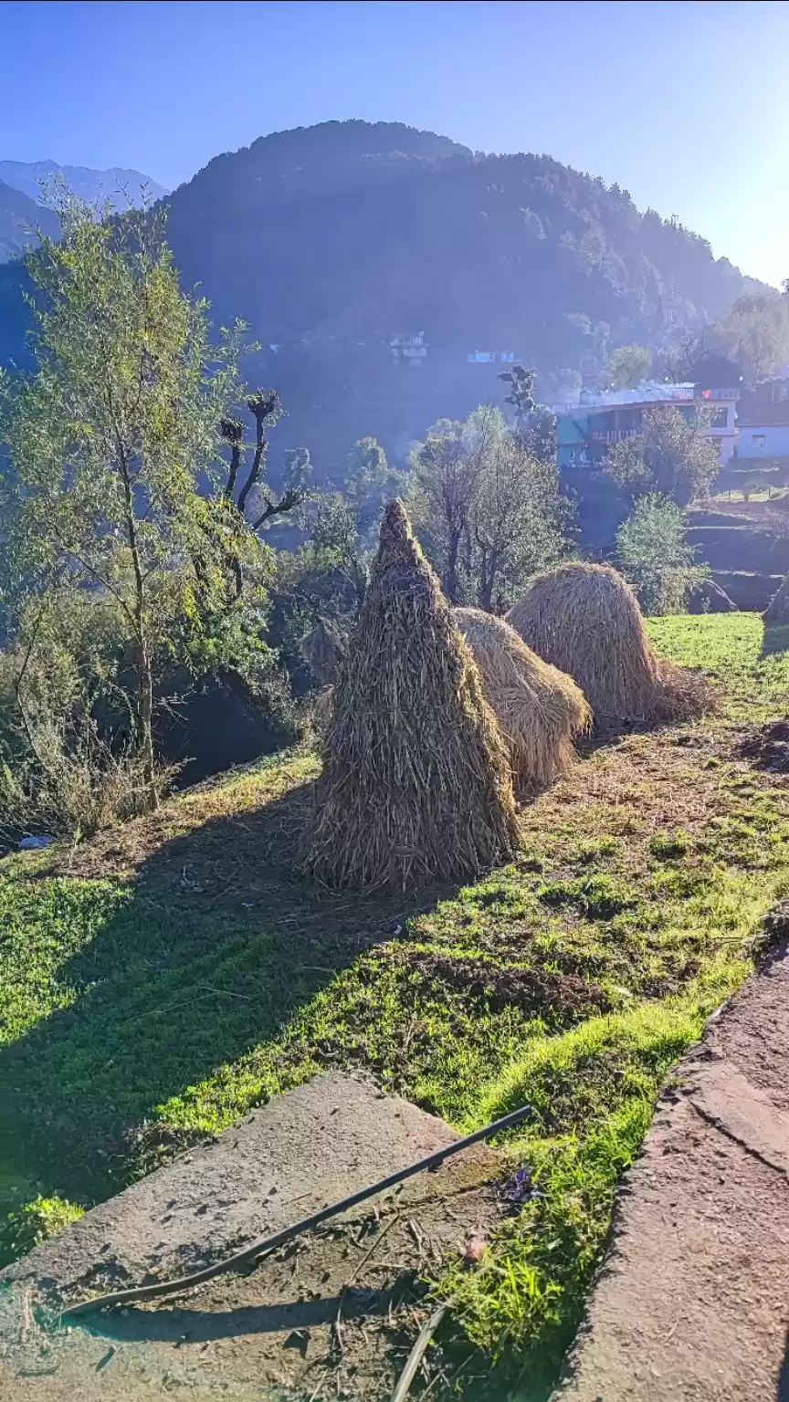 Photo of Day 8- Triund trekki