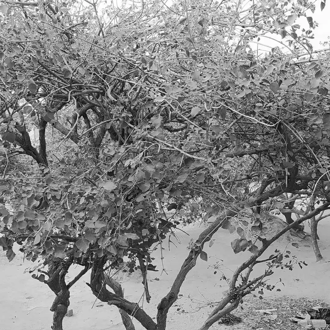 Photo of Nidhi van, A magical