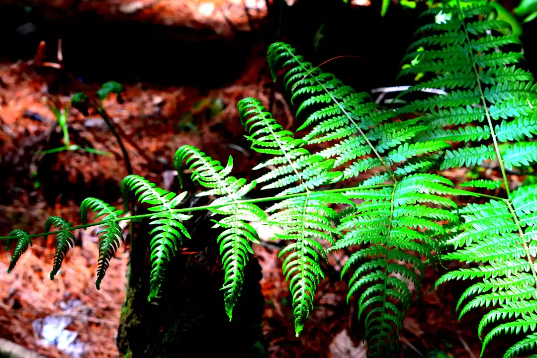 Photo of Bhutan – The Happy S