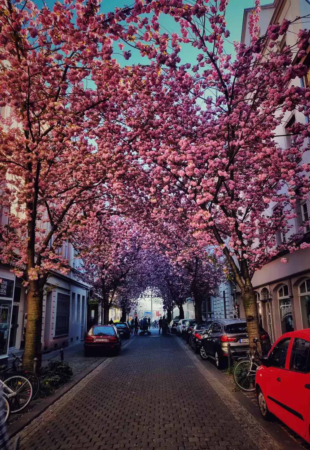 Photo of Spring time in Bonn