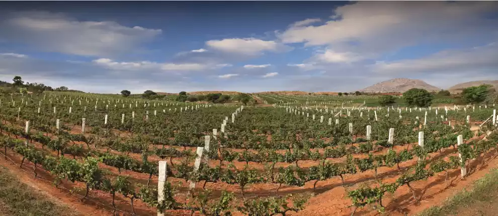 Photo of Tipple Along: Wine T