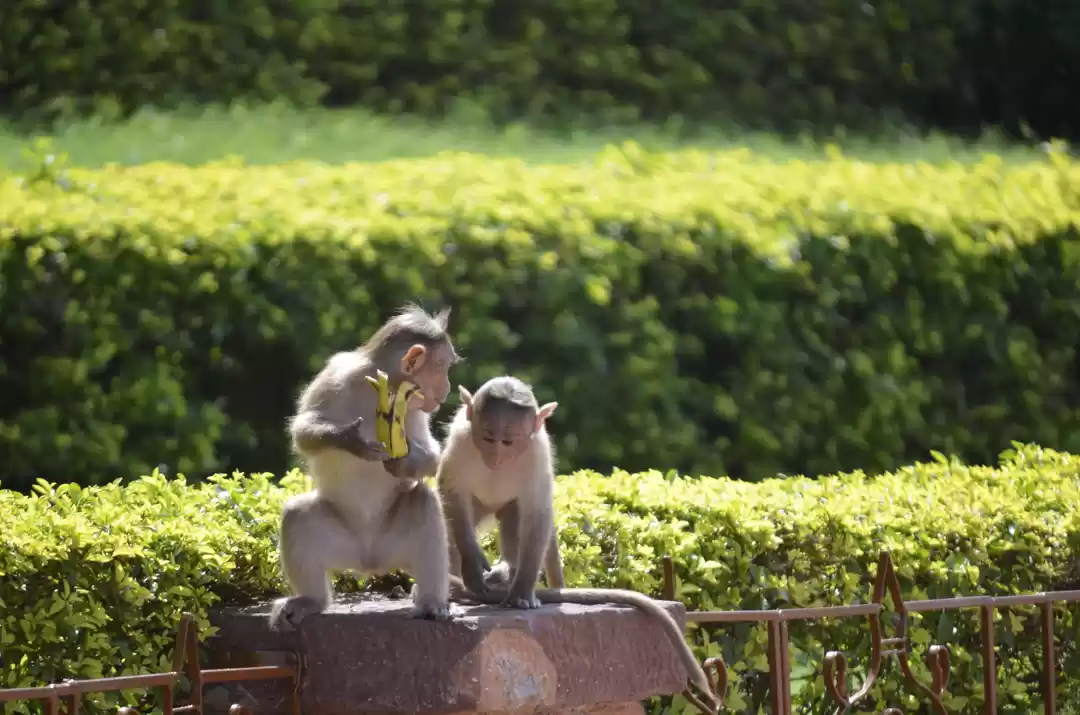 Photo of Cradle of Indian Tem