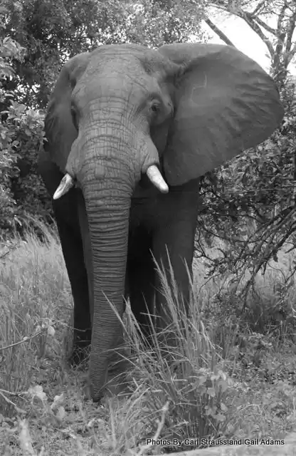 Photo of Tanzania Elephant Ch