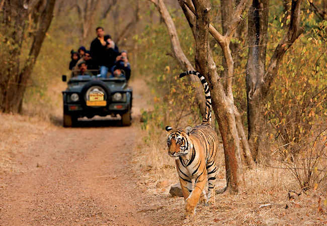 Sanctuaries in India: 10 Wildlife Sanctuaries in India - Tripoto