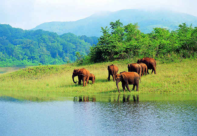 Sanctuaries In India 10 Wildlife Sanctuaries In India Tripoto Are you really interested in knowing about the inhabitants live in the forest visit each wildlife sanctuary in goa and find your bond with every element of the dark jungle. 10 wildlife sanctuaries in india