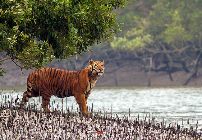 Sanctuaries In India 10 Wildlife Sanctuaries In India Tripoto India boasts 104 national parks, 551 wildlife sanctuaries, 131 marine protected areas, 18 biosphere reserves, 88 conservation reserves and 127 community reserves, covering a total of 1,65,088.57 sq km. 10 wildlife sanctuaries in india
