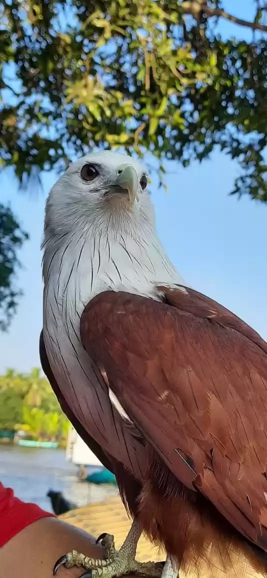 Photo of Eagle of Allepey