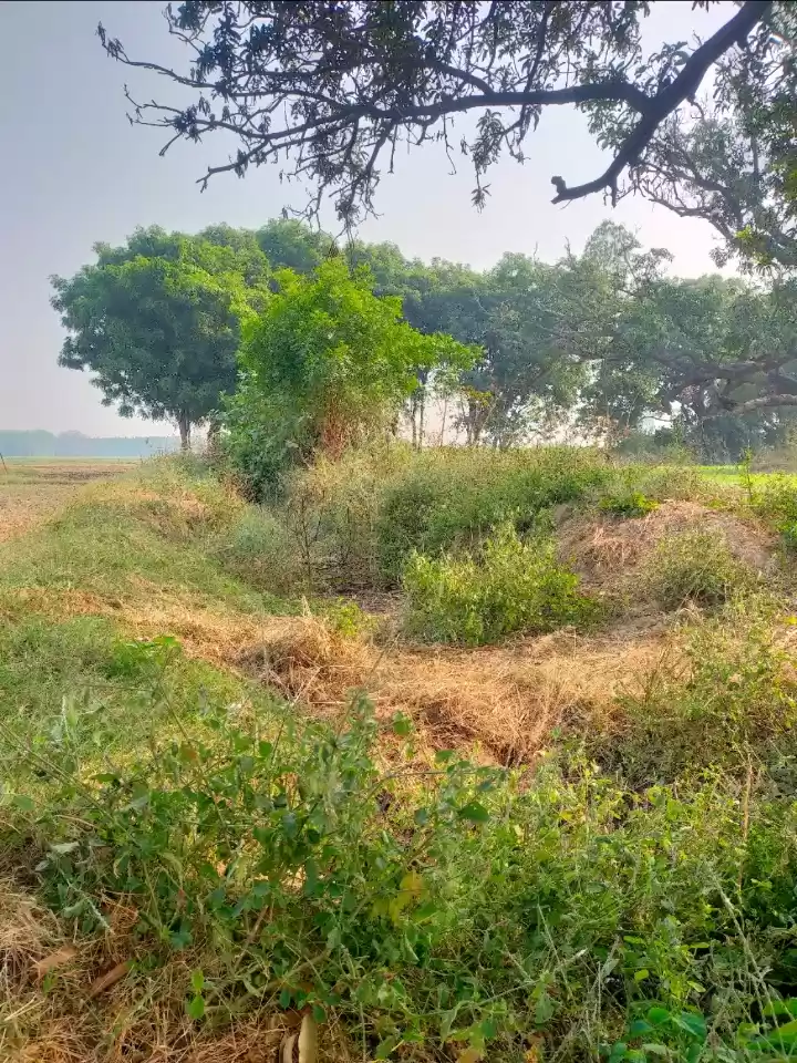 Photo of Pali .naga baba mand