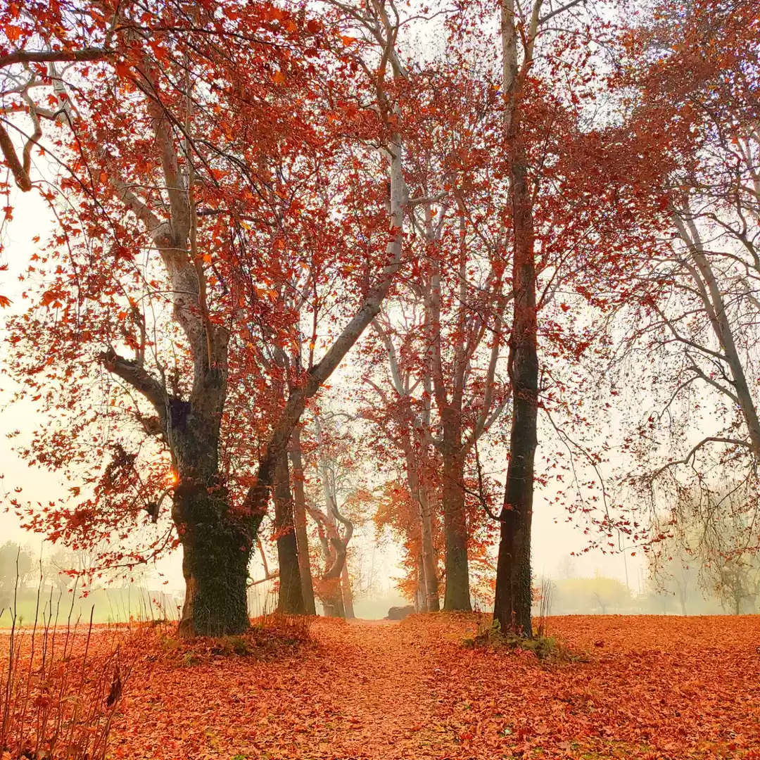 Photo of Autumn un Kashmir
