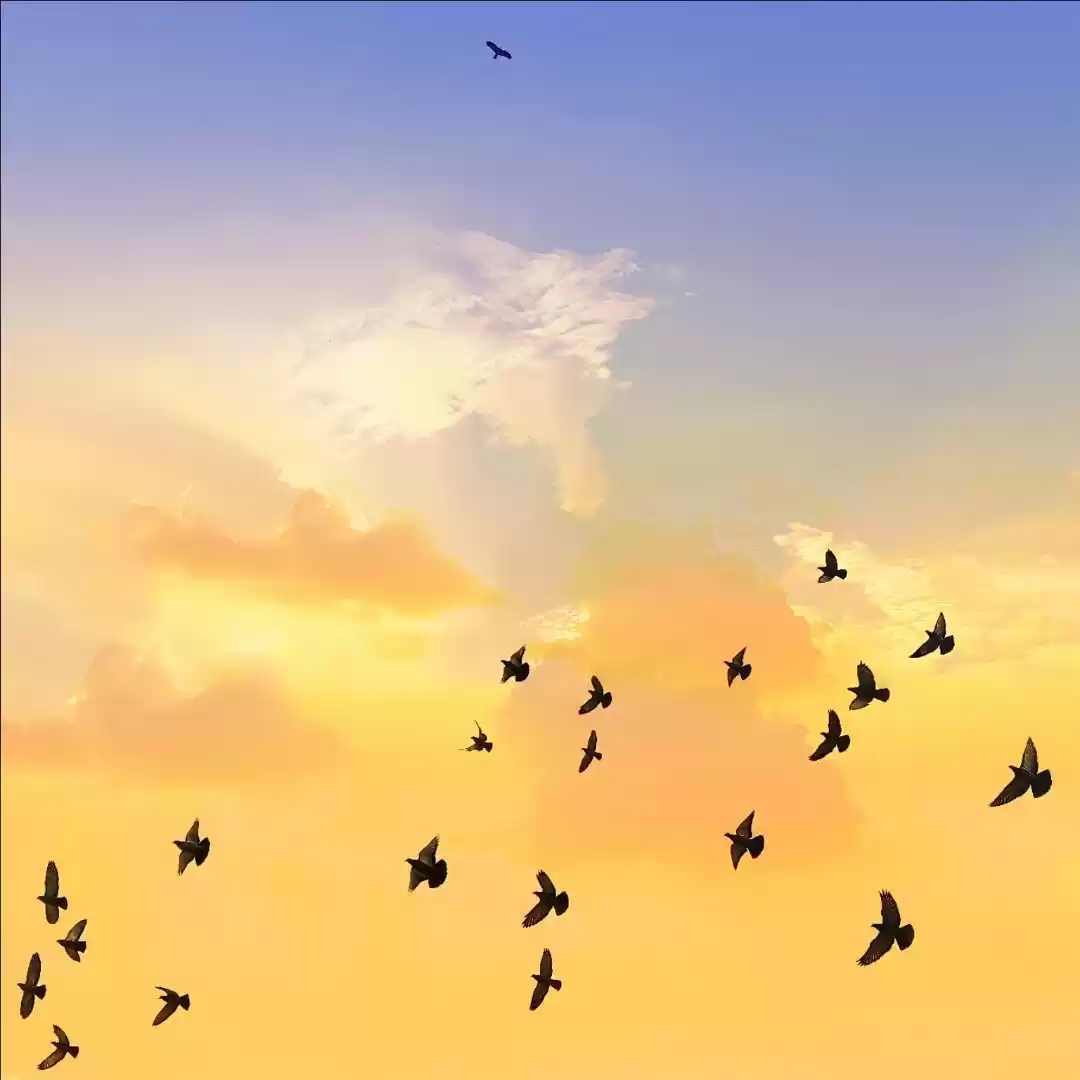 Photo of pigeons Back to Home