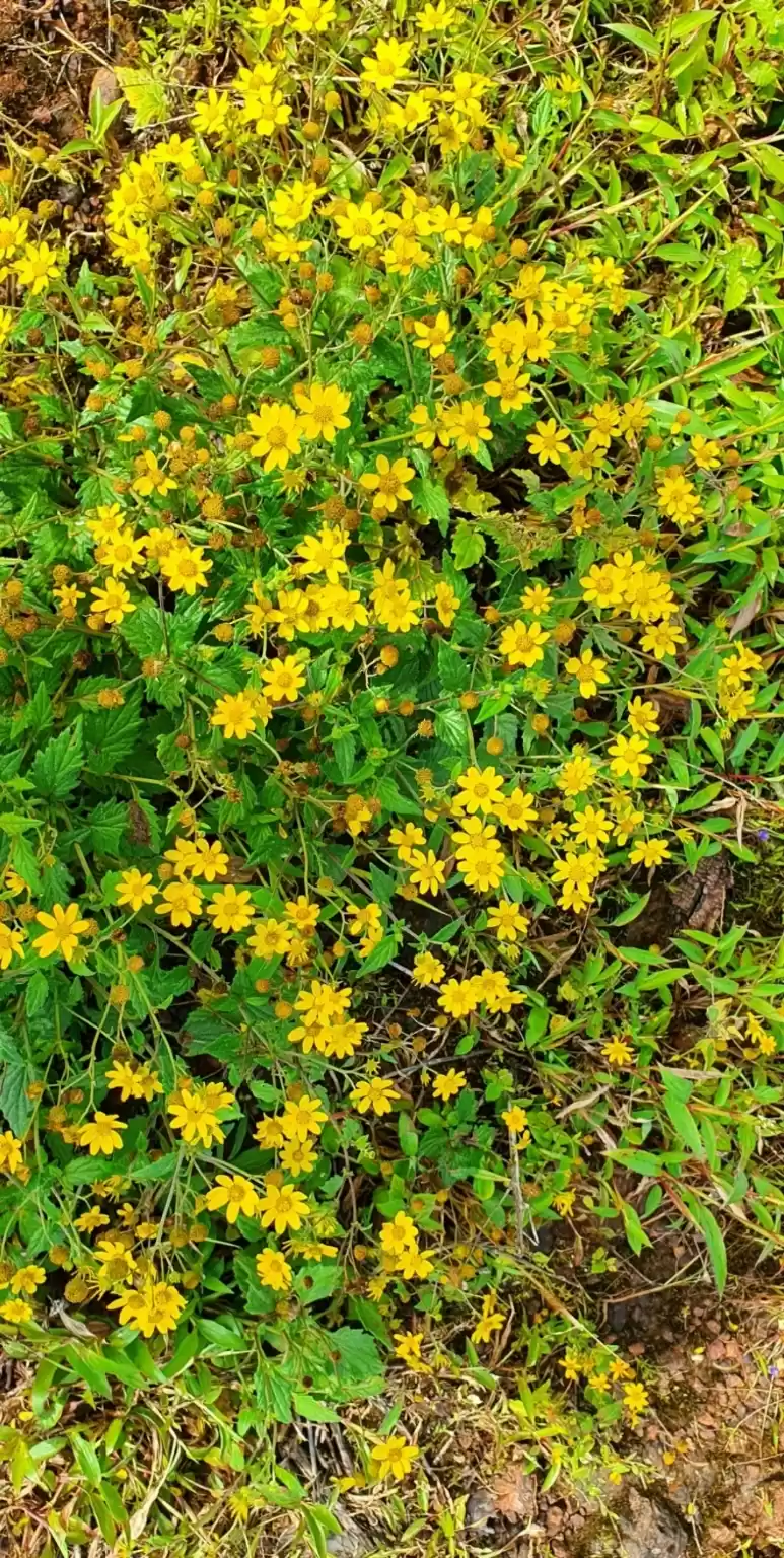 Photo of Kaas Plateau #kaas #