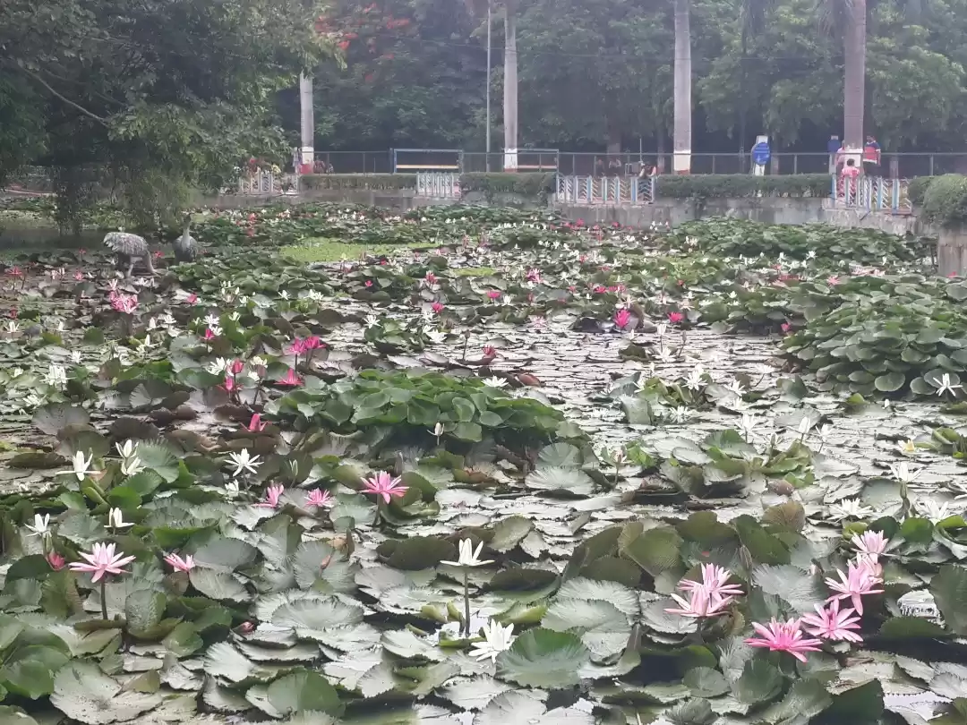 Photo of Lotus Pond at Saras