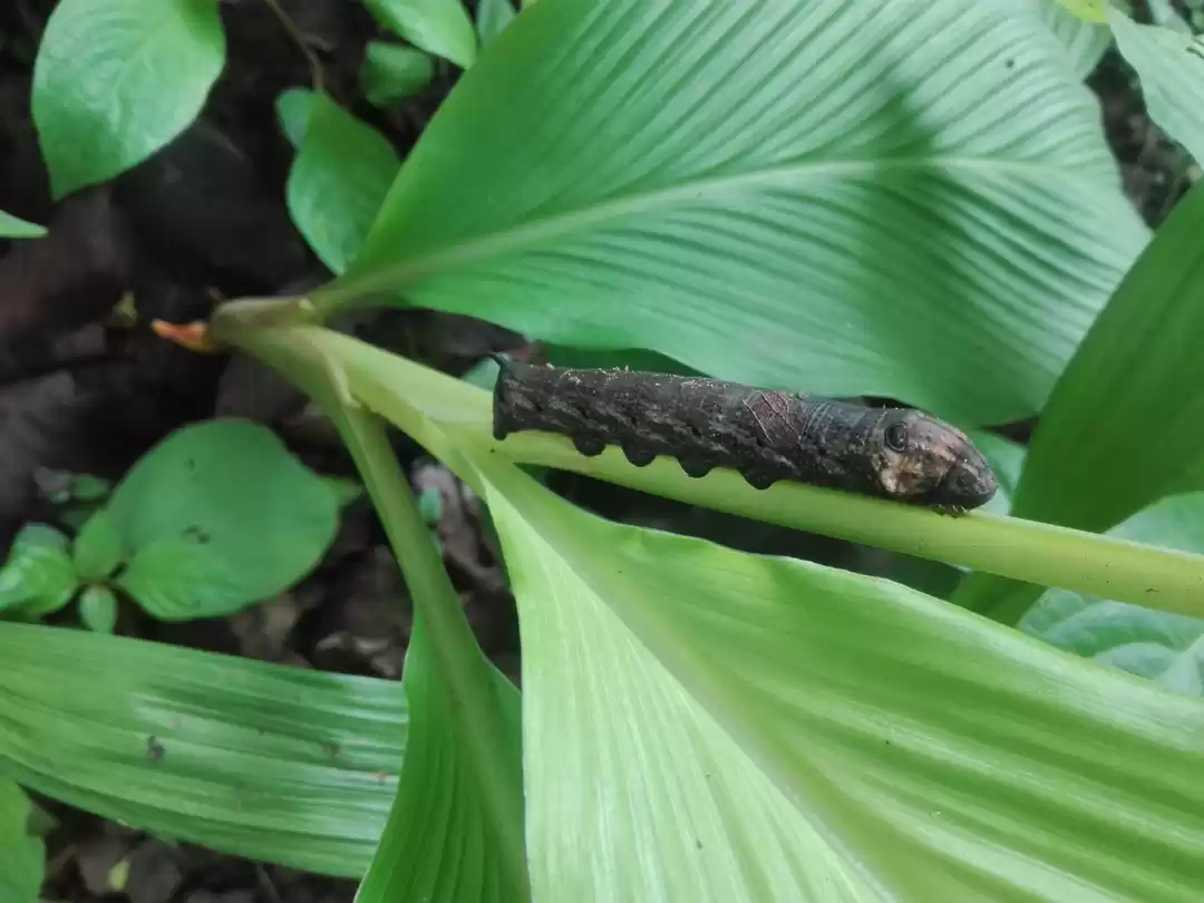 Photo of Our fellow trekkers 