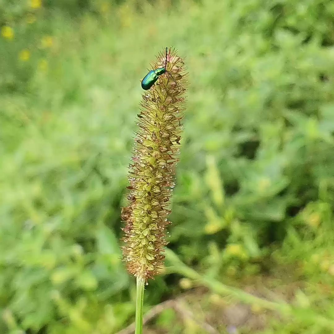 Photo of Jhunka Bhakri.. Offb