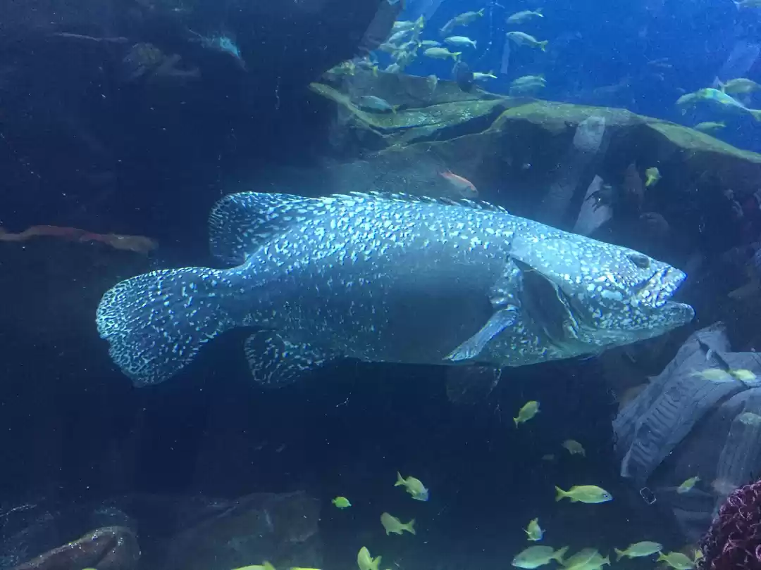 Photo of Georgia Aquarium, At