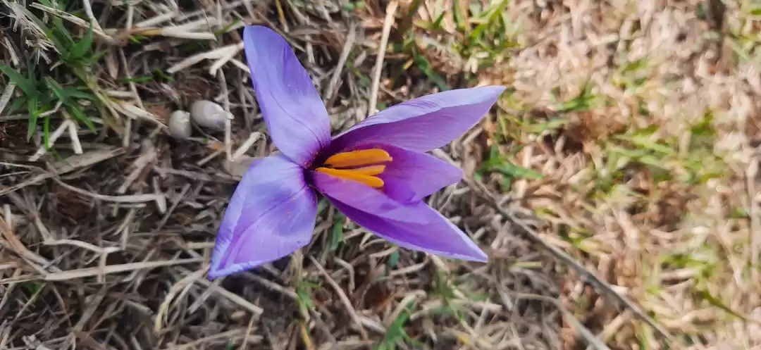 Photo of Kesar In Kashmir Vel