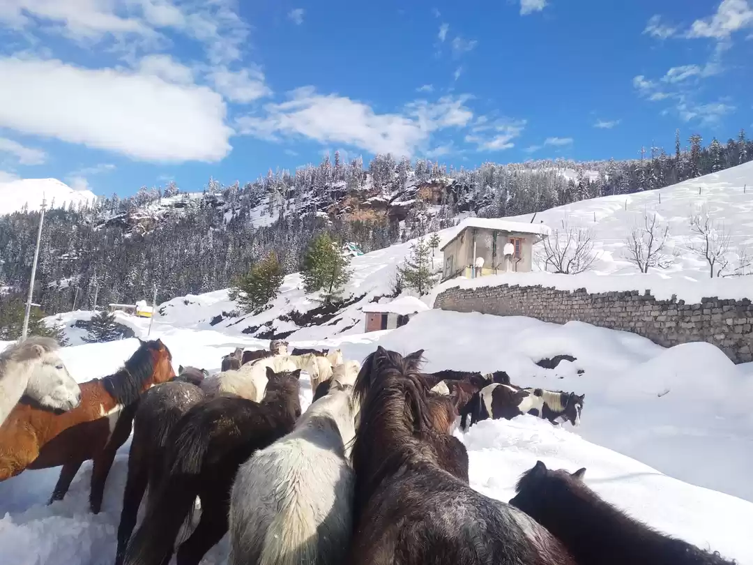Photo of #manali #snow#horse 