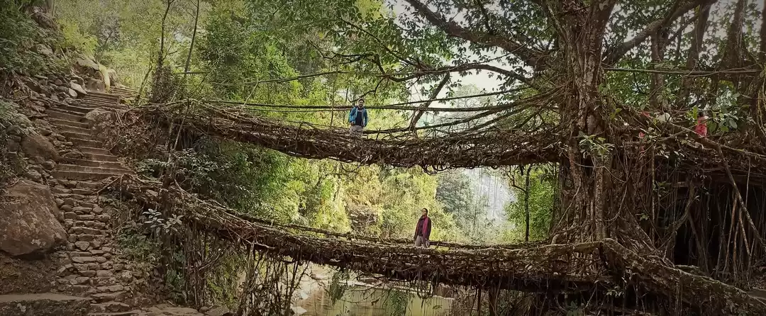 Photo of Double Decker Root B