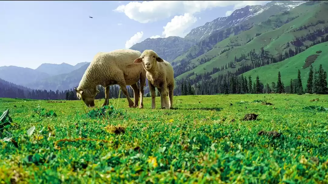 Photo of Innoocent Lamb