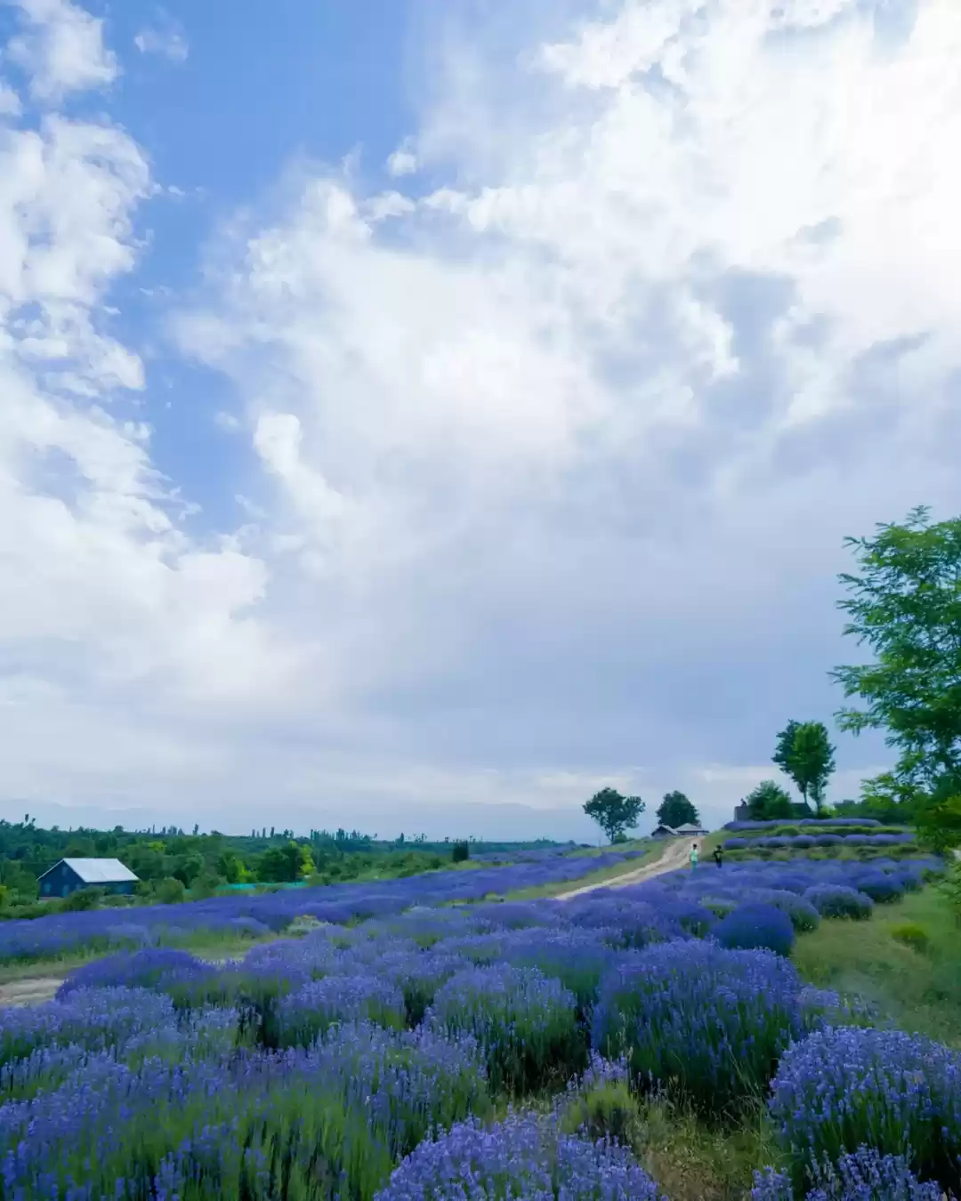 Photo of Lost in Lavenders