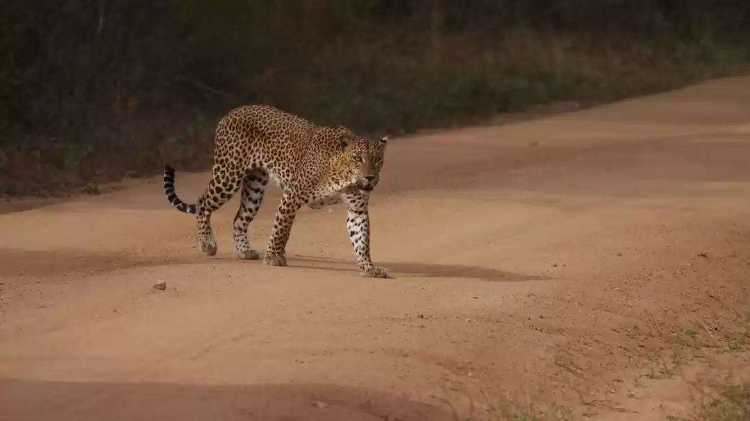 Photo of Yala, Sri Lanka
