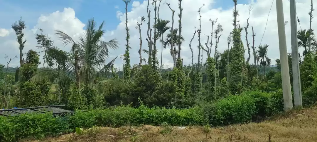 Photo of A trip to Chikmaglur
