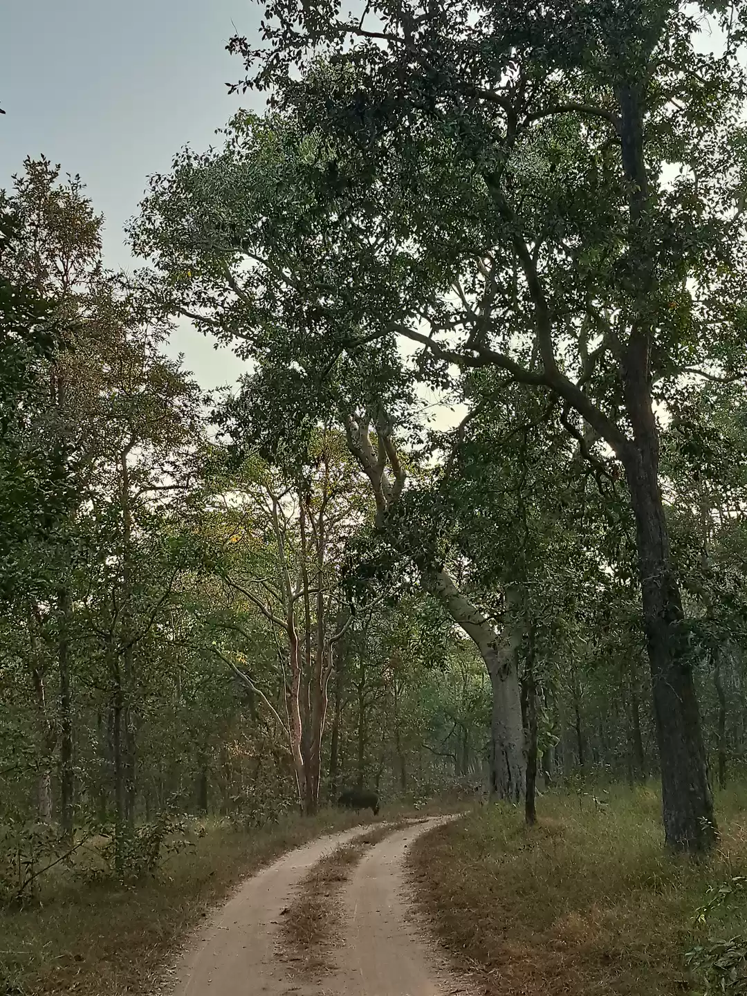 Photo of Into the wild - Penc
