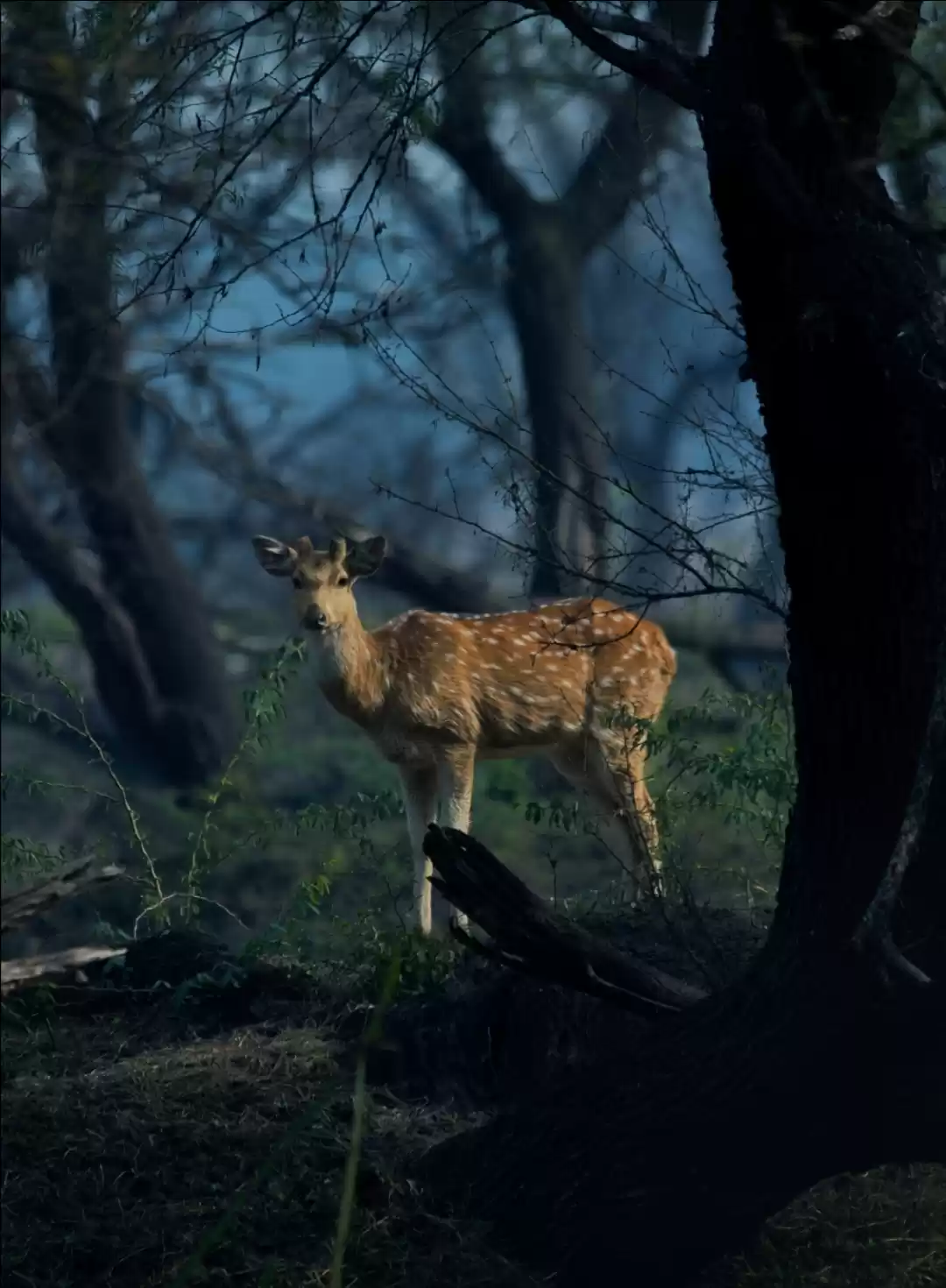 Photo of Deer 