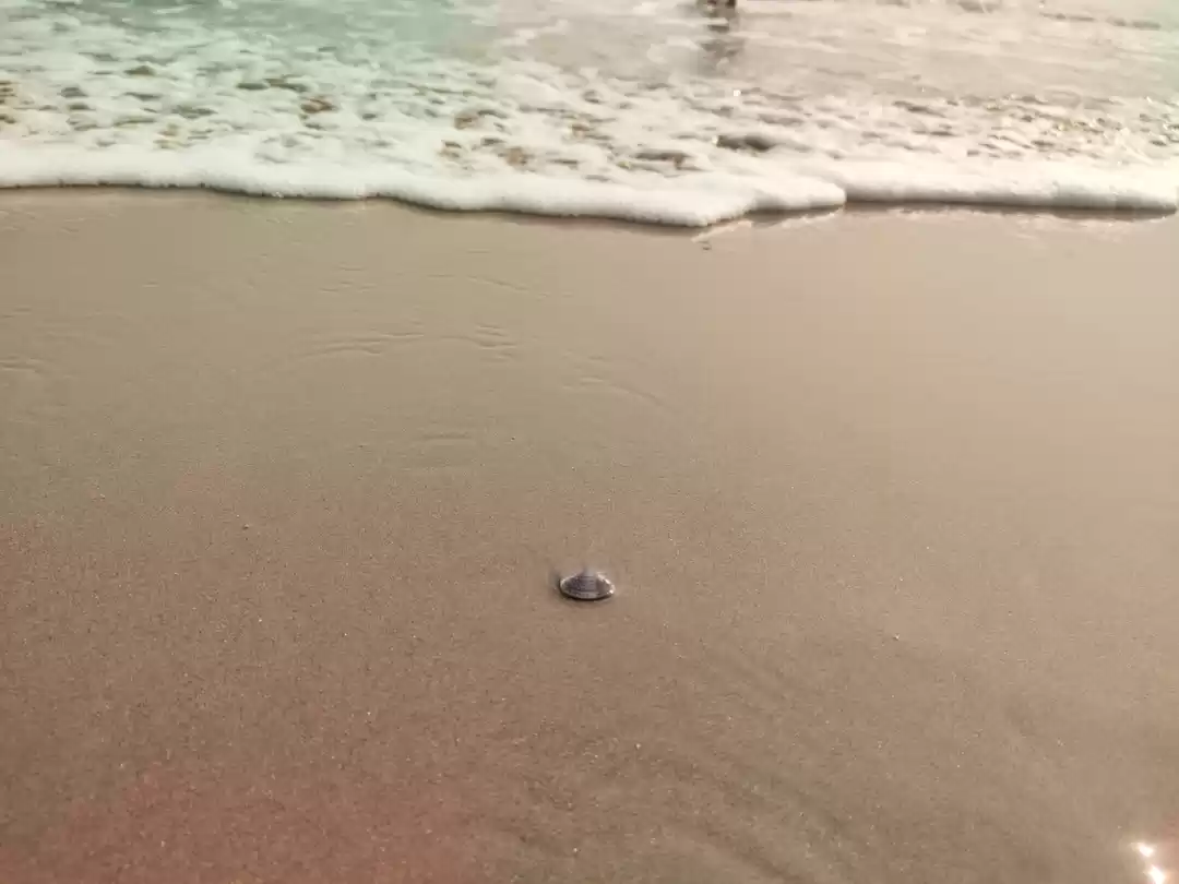 Photo of Puri...through my le