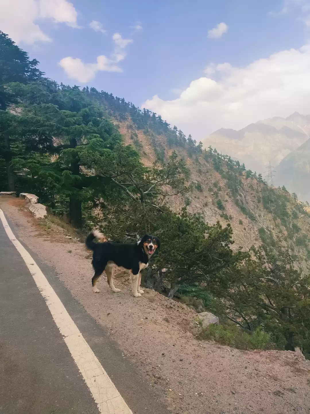 Photo of Do mountain dogs tru