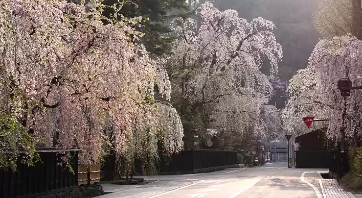 Photo of The beautiful sakura
