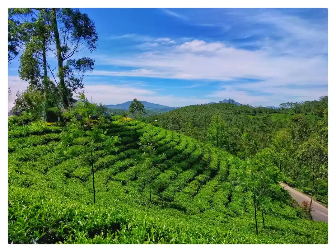 Photo of Munnar Tea gardens