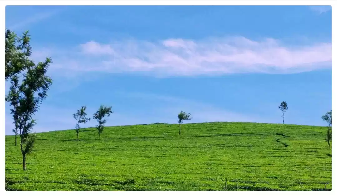 Photo of Munnar, Kerala