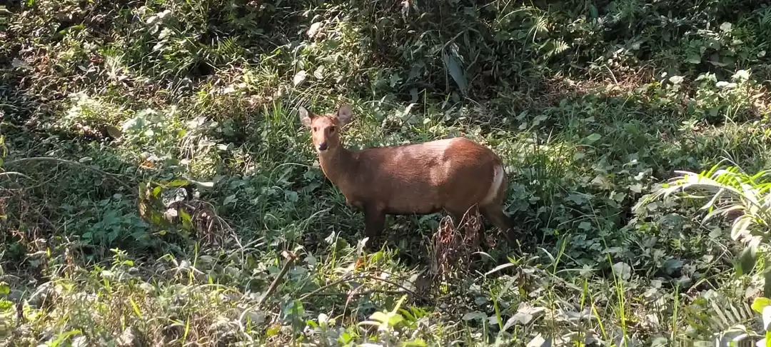 Photo of Kaziranga Rhino Safa