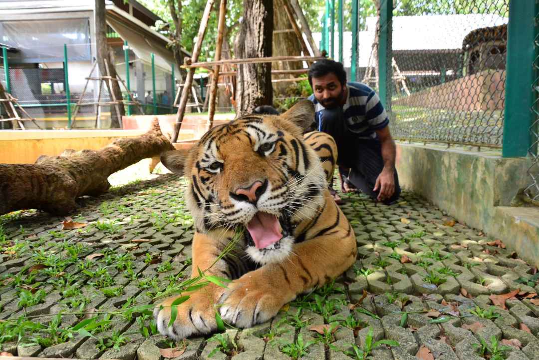 Tiger Kingdom - Phuket, Thailand - Tripoto