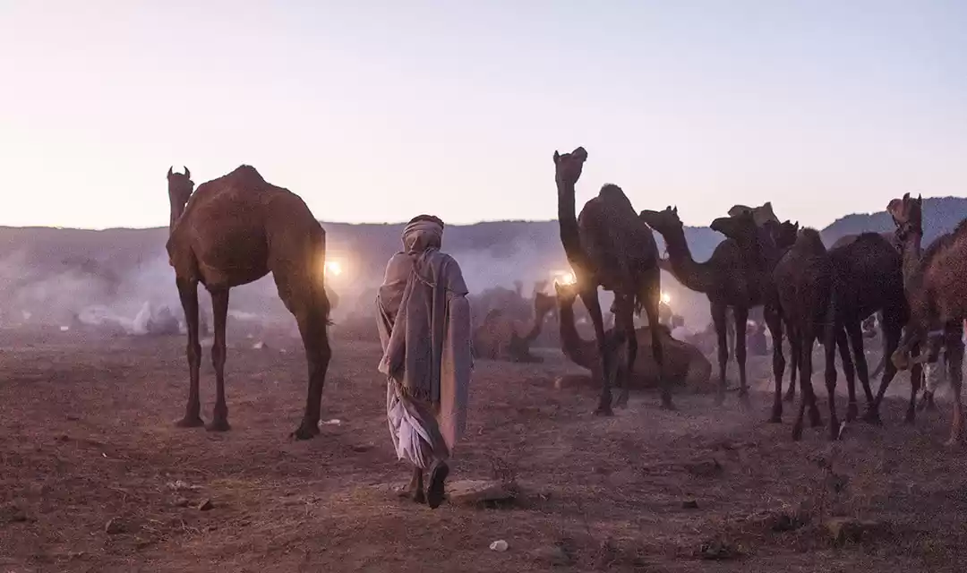 Photo of PUSHKAR CAMEL FEST