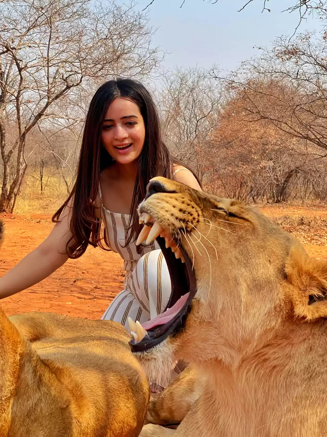 Photo of Walk with the lions!