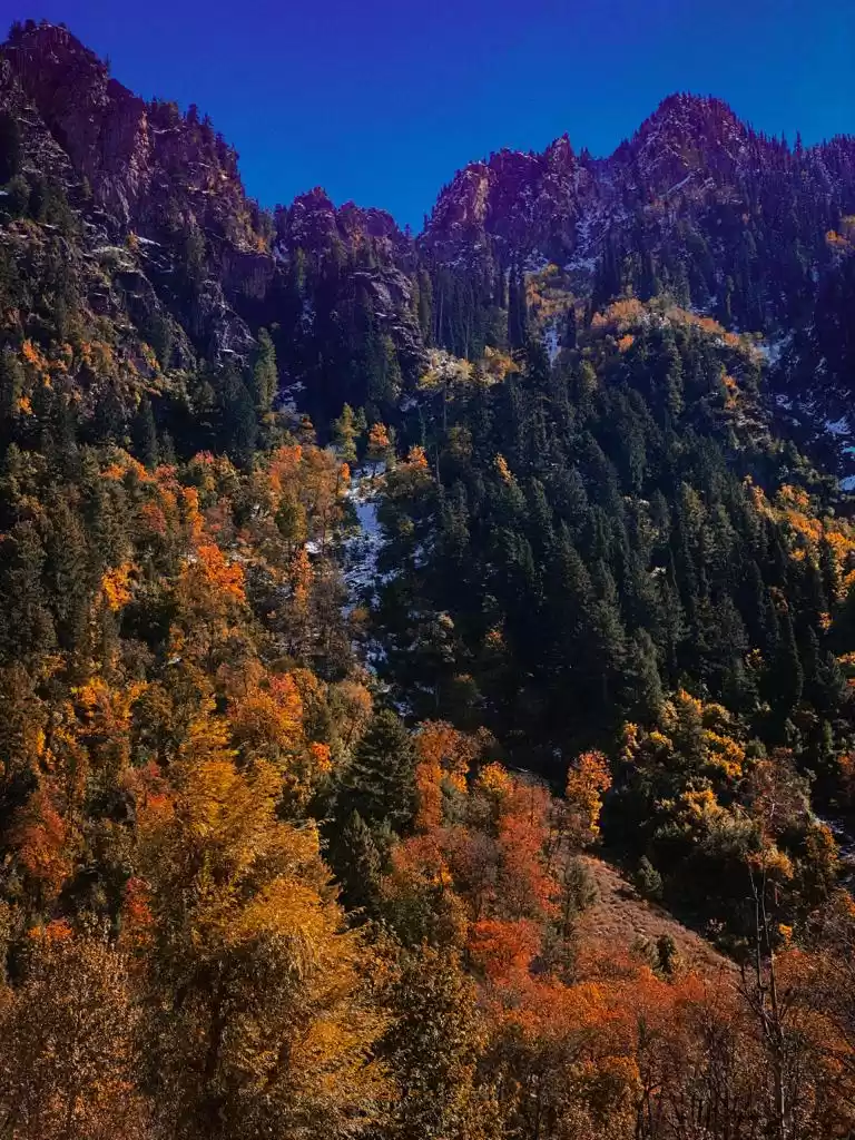 Photo of The Magical Shades o