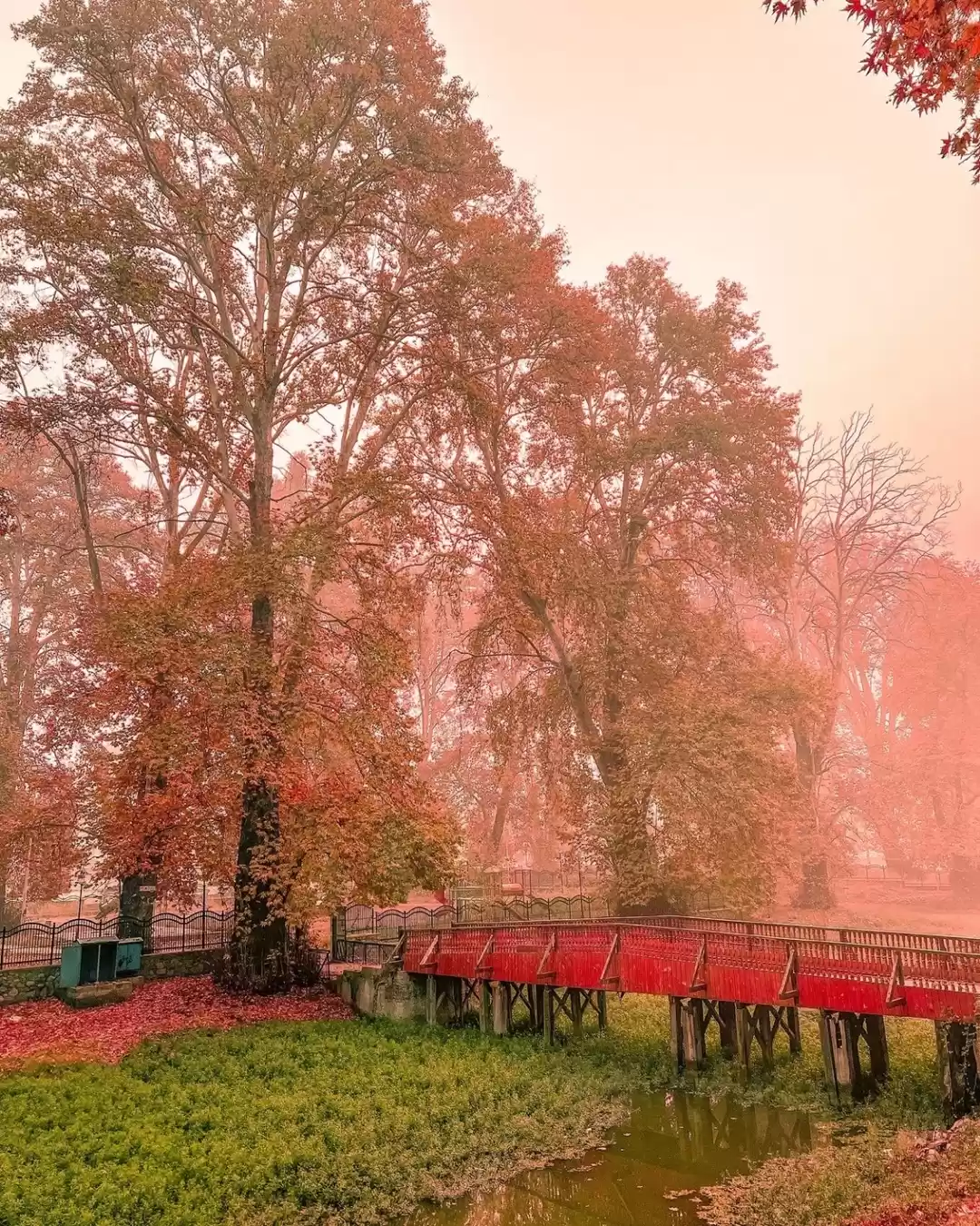 Photo of The mystic Autumn mo
