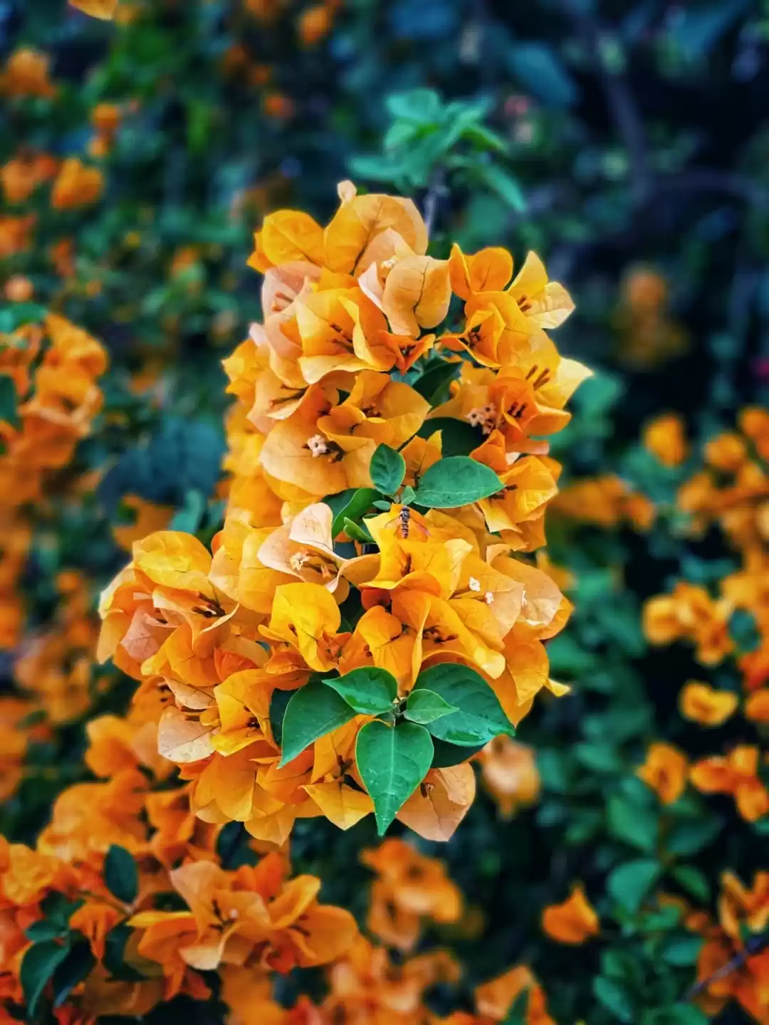 Photo of The Shades of Spring